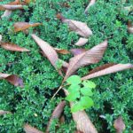 袈裟切り・台上ドライブ